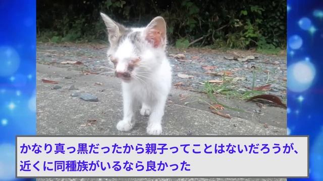 弱った子猫を保護した話【2ch面白いスレゆっくり解説】 смотреть онлайн