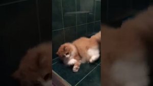 Генерализованный эпилептический припадок у кота //Generalized epileptic seizure in a cat