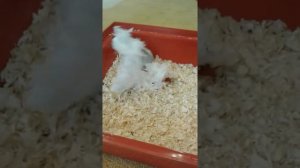 Белый хомяк