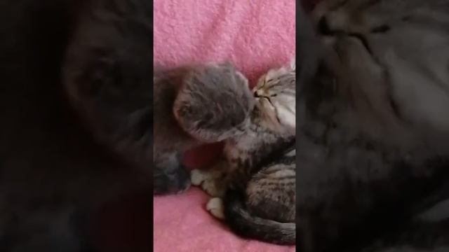 Котята целуются!!)) смотреть онлайн