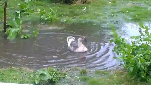 Купание гуся смотреть онлайн