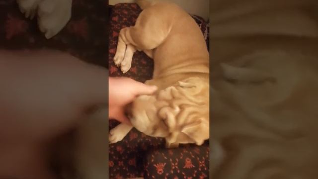 #🤣 #шарпей #вкусняшка #доча#наша #собака #храпуля #спать смотреть онлайн