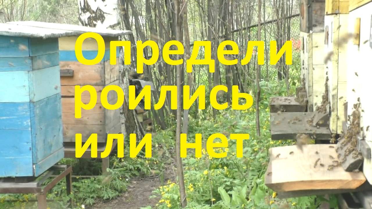 Как узнать что семья пчел отроилась