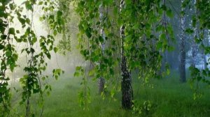 "Вы шумите берёзы" Обработка и исполнение на баяне - Александр На Юн Кин