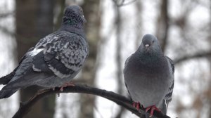 Зарисовка с белками и голубями