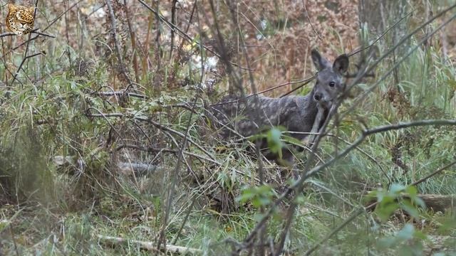 Кабарга: Мускусный Олень  Интересные факты про кабаргу