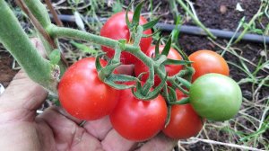 Томат Мексиканская дыня (Mexikanische Horio Melone)