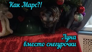 Сфинкс Луна вместо снегурочки/Что с Марсом/Смешные коты Луна и Бадди 28.12.24