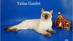 Тайский мальчик Yulius Gamlet, 5,5 месяцев, шоколад-пойнт