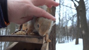 Покормил Толстую