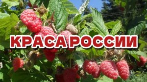 Малина Краса России