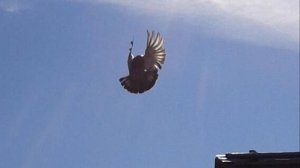 Николаевские голуби Липецкая область молоденькие.