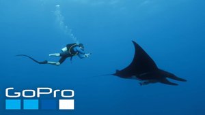 GoPro: Stunning Encounters with Sharks, Humpbacks, + Mantas