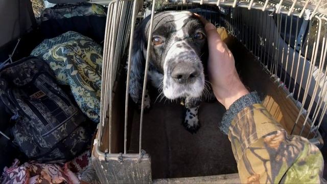 ПОСЛЕДНЯЯ ОХОТА. Русский охотничий спаниель Гуня.