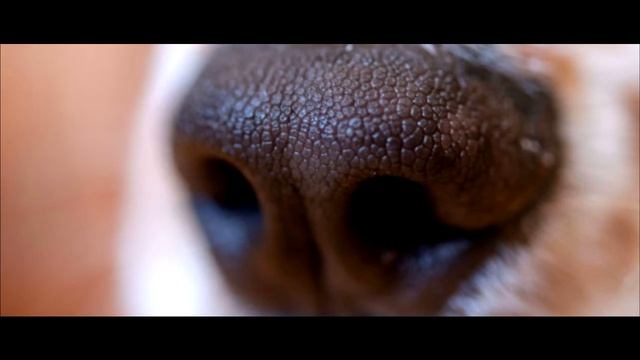 Найден повесивший собаку на дереве смотреть онлайн