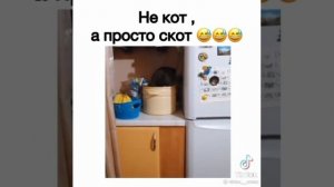 Не кот,а скот