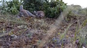 Кабк чанг Кабки кух Бо Кабки Хона✍️