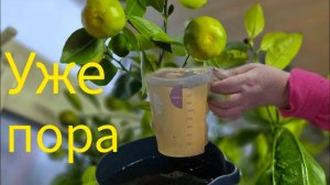 Они дремлют в декабре, но вкусняшки тоже ждут. Большой полив с подкормкой