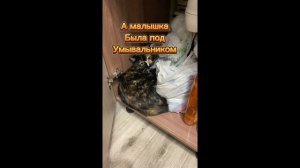 Взяли кошечку #2
