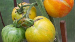 Томат Кровоточащее сердце (Bleeding Heart)