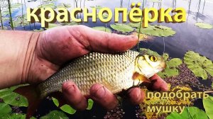 Рыбалка на красноперку. Поиск и подбор мушки, способы проводки. Щука атакует!!!