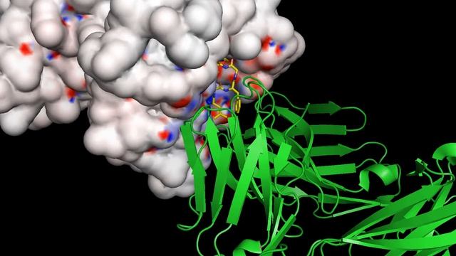 HLA-A TCR смотреть онлайн