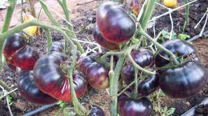 Томат Дорога Скотдейл (Scotsdale Road)