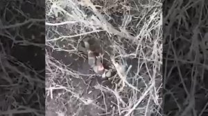 А в это время в Барнауле...