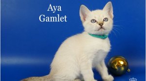 Тайская кошечка Aya Gamlet, 1,5 месяца, сил тебби пойнт