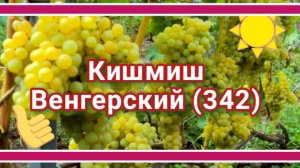 Кишмиш Венгерский