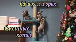 Смешные коты,немного интересных моментов