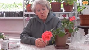 Зональная пеларгония