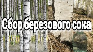 Сбор березового сока