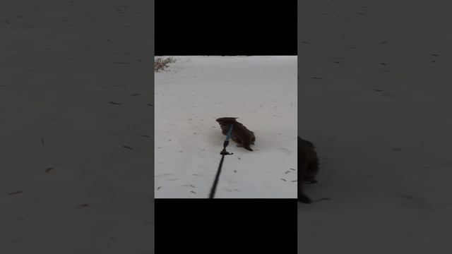 Зимняя прогулка кота.