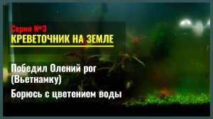 Серия 3. ОЛЕНИЙ РОГ (ВЬЕТНАМКА) побежден. Коагулянт, Дафнии и Затемнение против ЭВГЛЕНЫ ЗЕЛЕНОЙ