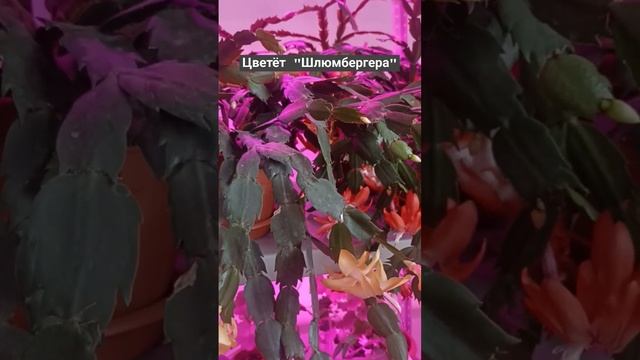Цветёт "Шлюмбергера"