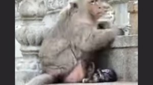 Жаль малыша макаки. Ведь он сначала требовал, потом просил, ...