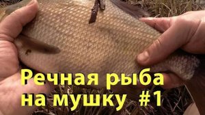 Речная рыба на мушку #1. Ловля весенней рыбы по холодной воде.