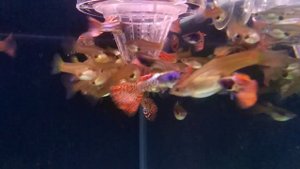 черноголовая филигрань красная