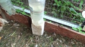 Куриная штаб-квартира!