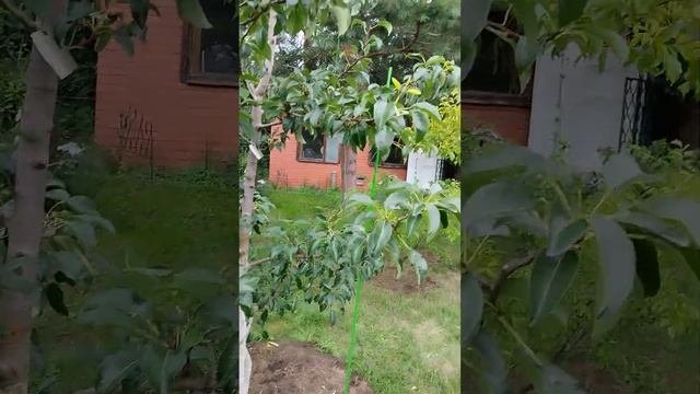 Формировка груши летом