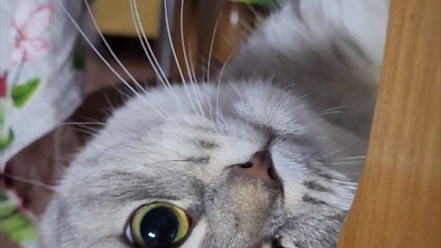 РОТВЕЙЛЕР ПОМОЩНИК И КОШКА НЮСЬКА