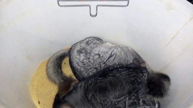 ШИНШИЛЛА КУПАНИЕ В ПЕСКЕ | Хомячуля: Secret Life Hamster - Pets
