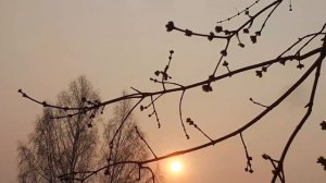Раннее,апрельское,сказочное утро,рассвет#утро#природа #весна#апрель#красотавокруг #музыкатоп#relax
