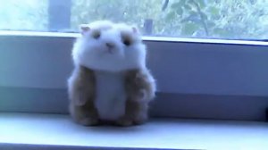 хомяк смеется вместе с ребенком