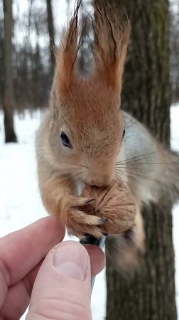 Балерина и Пахан