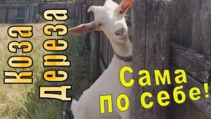 Смешные и прикольные животные коза дереза, кот и козел летом на выгуле.