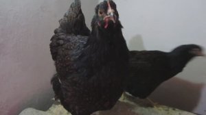 Полезное и сбалансированное кормление молодых кур разных пород.