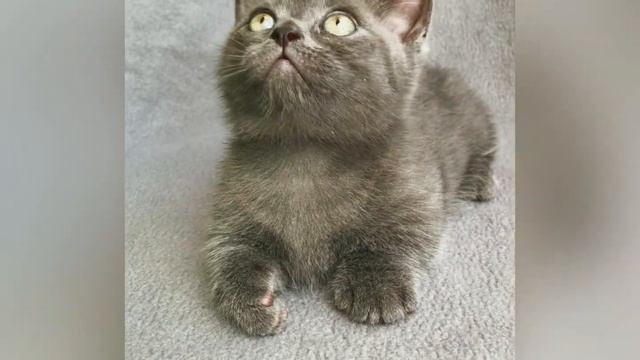 Манчкинята смотреть онлайн