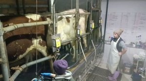 Снова дойка 2D, день рождения!